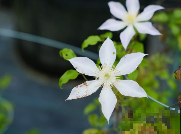 铁线莲冬天室外过冬，记住这4点，室外养殖没问题