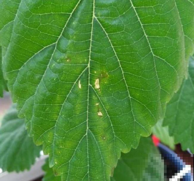 桑树养殖要想修剪,这4点要知道,学会轻松就能修剪 桑树养殖要想修剪,这4点要知道,学会轻松就能修剪