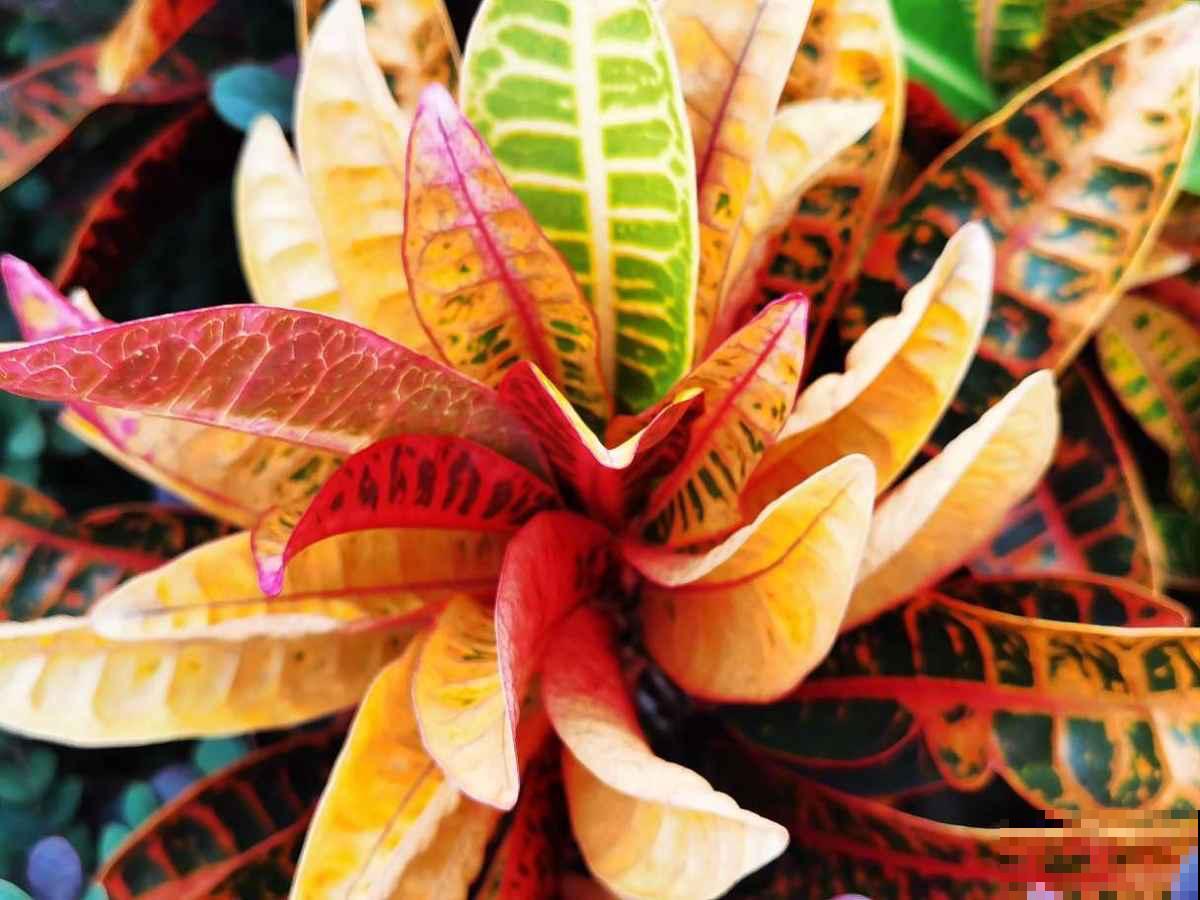 彩叶植物比花美,还特别好养,成为年轻人的心头好 彩叶植物比花美,还特别好养,成为年轻人的心头好