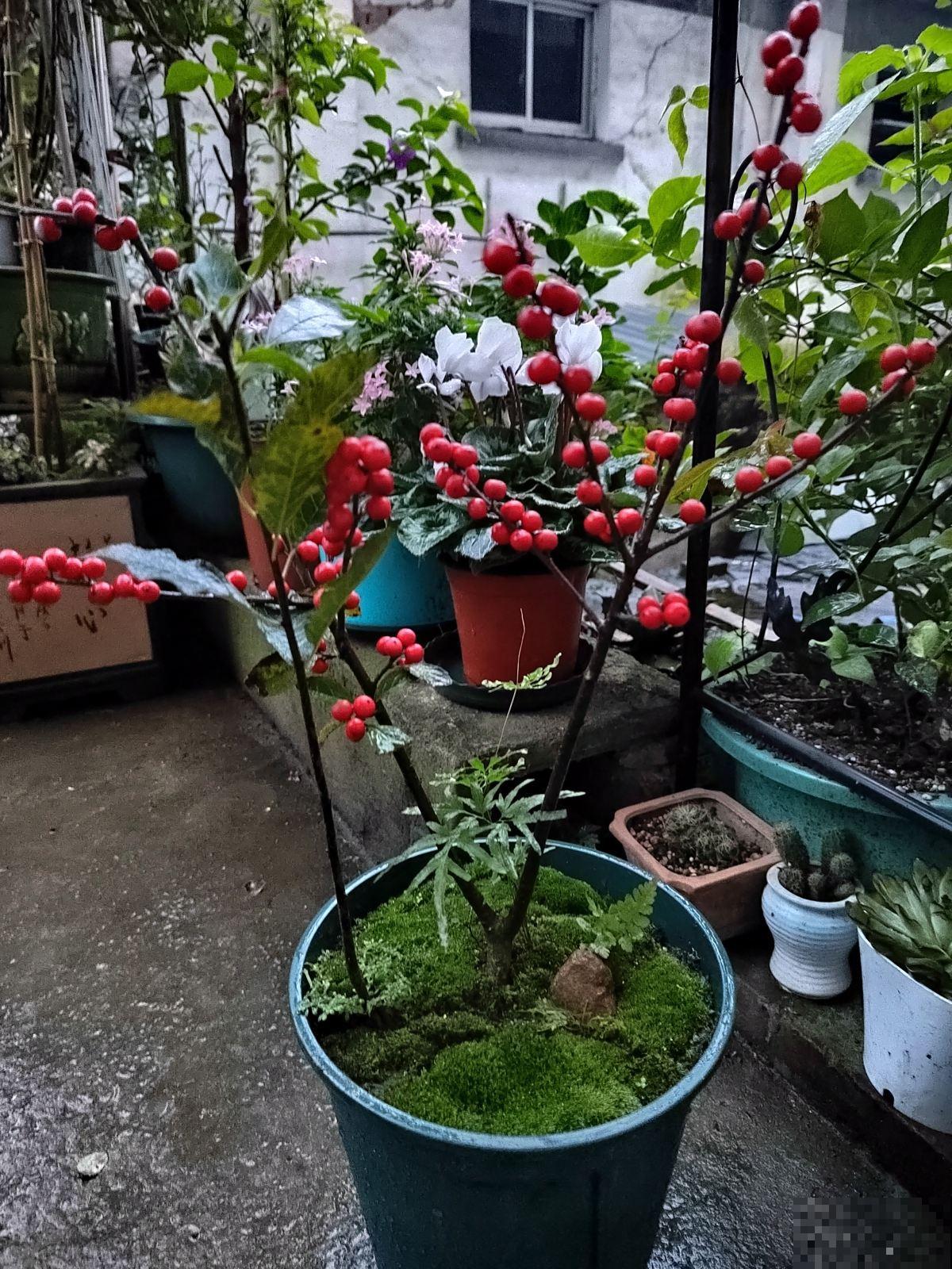 有格调的人，都爱养这4种年宵花，花期长寓意好，摆在家里有气质