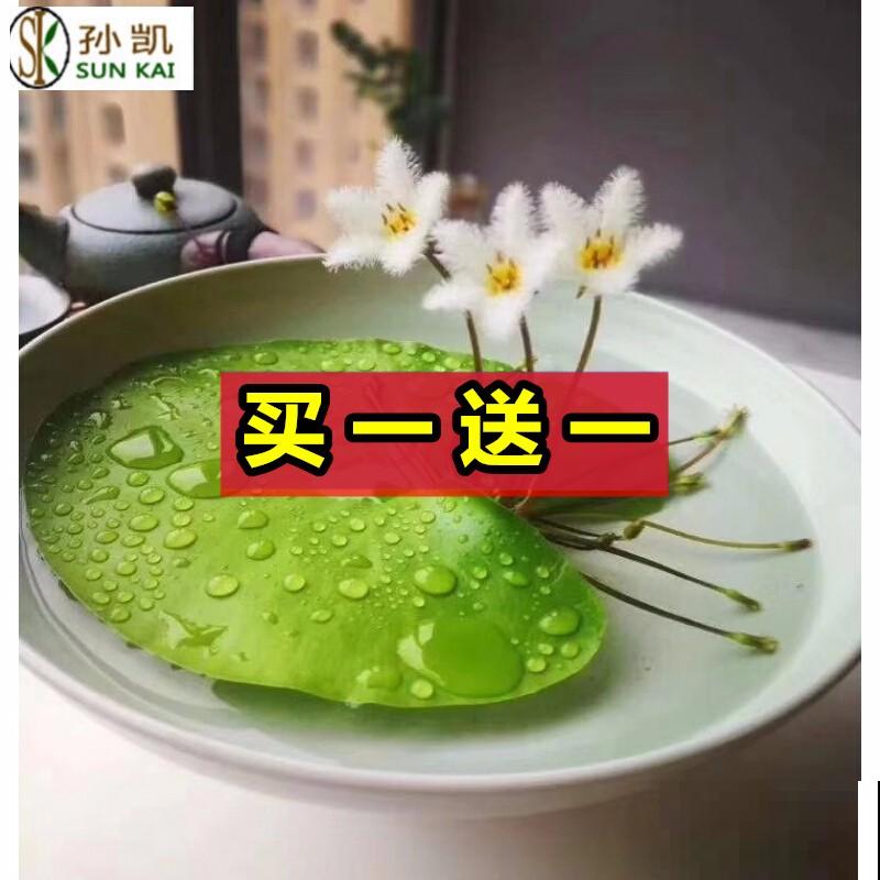 一叶莲的养殖方法，主要有这4点，记住轻松养殖