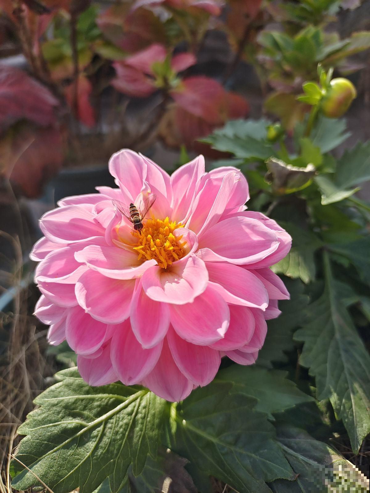 植物也爱听音乐？放放试试，会有新发现