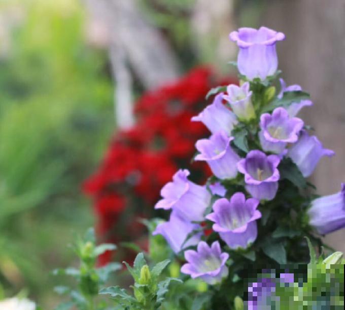 一种花叫“紫风铃”，要想爆花容易，这4点要注意