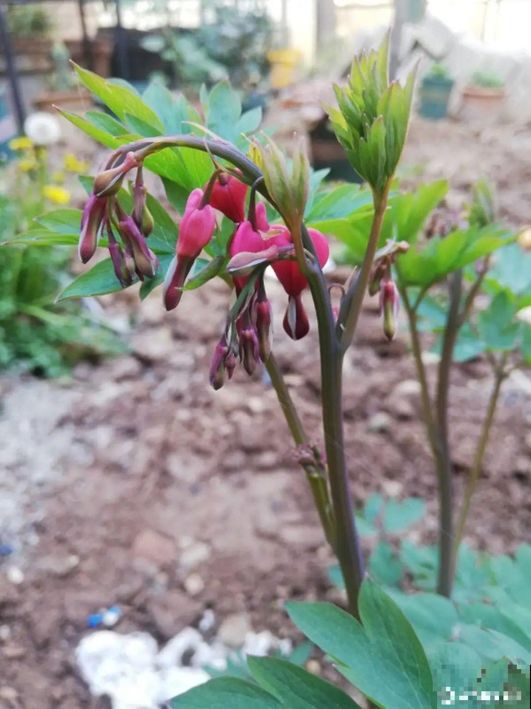 家里养盆荷包牡丹,荷包满满,富贵吉祥寓意好! 家里养盆荷包牡丹,荷包满满,富贵吉祥寓意好!