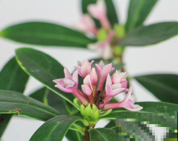 瑞香立秋后养殖，注意这4点，噌噌涨