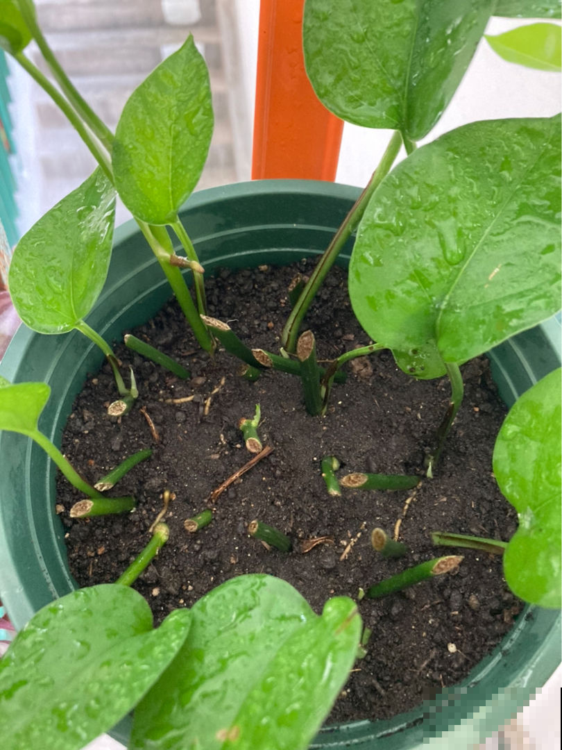 养绿萝出问题，大概因为这3点，一定要重视