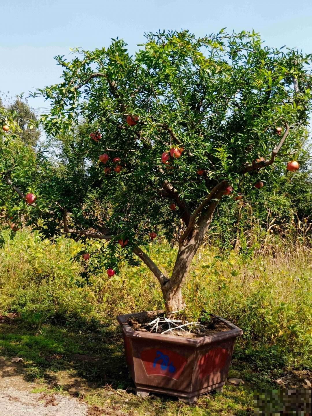 10种花有果香味，香味清新宜人，还有杀菌效果