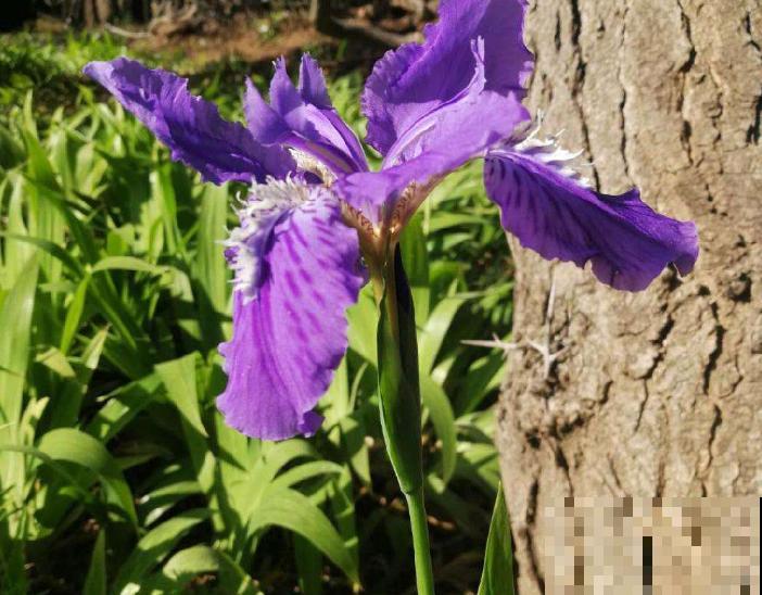 鸢尾繁殖主要有这2种，要想在家进行，一定要注意配土
