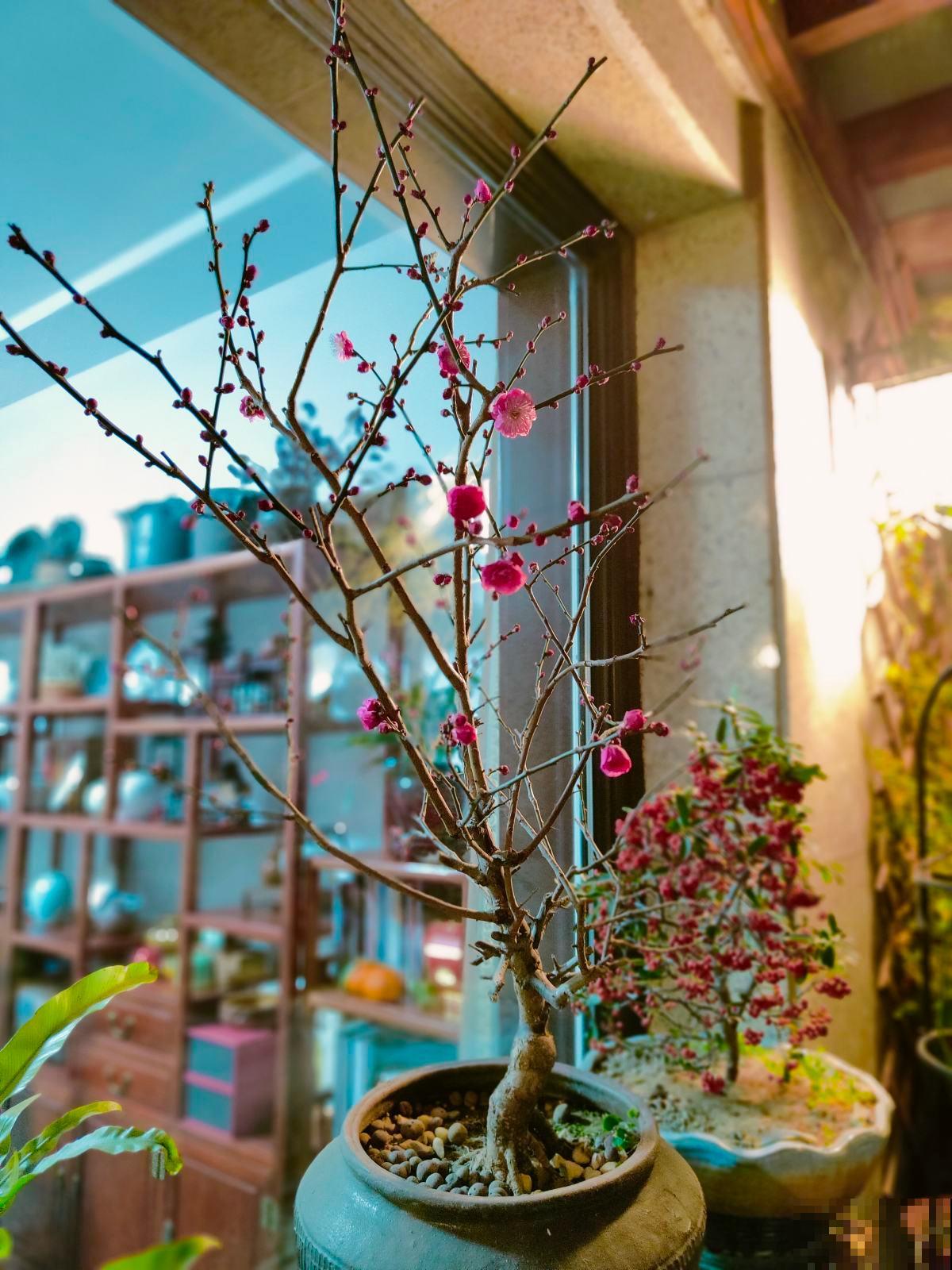 过年了还不养梅花？香味舒心颜色好看，养一盆正合适