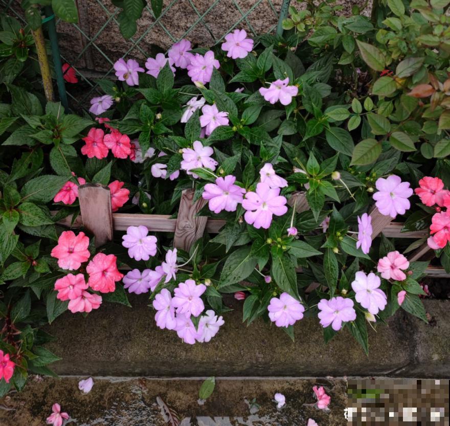 50种花春天播种,长满小院子,能开一整年 50种花春天播种,长满小院子,能开一整年