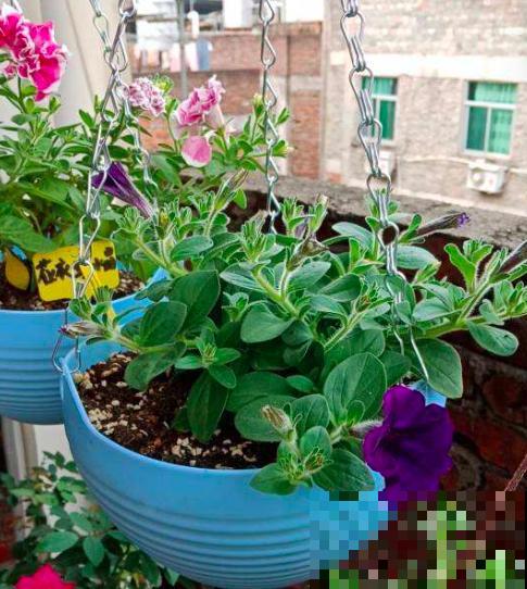 爱养花的男人才不“娘”,实则温柔又细心,遇到了可别错过 爱养花的男人才不“娘”,实则温柔又细心,遇到了可别错过