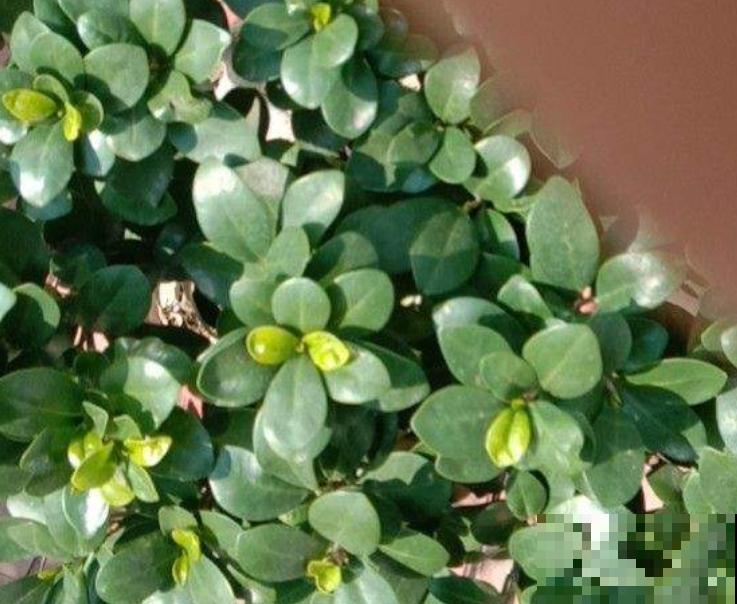 金钱榕有招财好兆头,养护注意4要点,叶子油绿长得壮 金钱榕有招财好兆头,养护注意4要点,叶子油绿长得壮