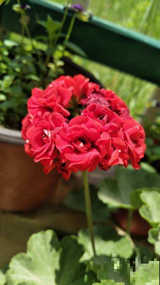 老话说“香花卧室不养人”,这句话不能不信,太有依据 老话说“香花卧室不养人”,这句话不能不信,太有依据