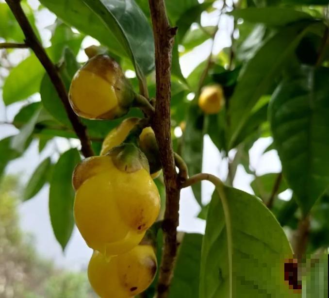 1种贵货花，大几百块钱一盆，有钱人一定要买