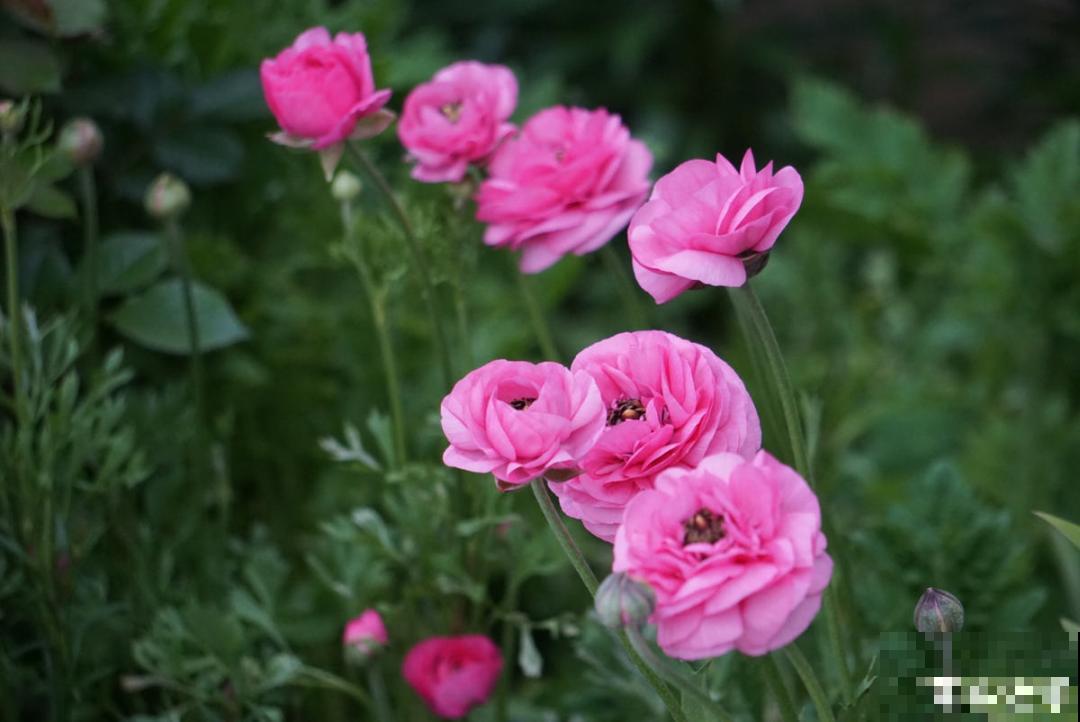 一种花被称作“小牡丹花”,能开花3个月,比玫瑰花还好看 一种花被称作“小牡丹花”,能开花3个月,比玫瑰花还好看