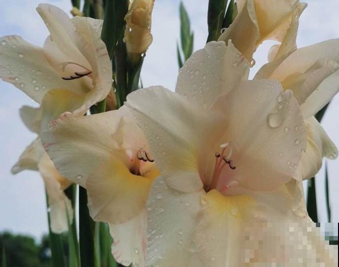 植物营养液不要随便使用，记住这4点，掌握好正确的使用方法