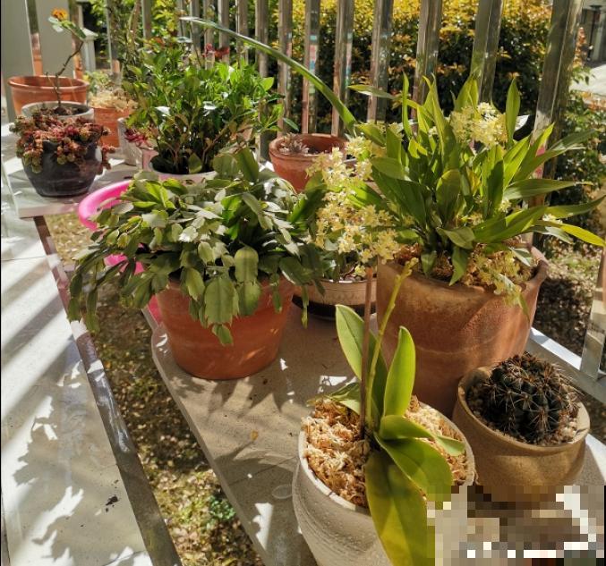 “庄稼一枝花，全靠肥当家”，现在施肥，呼呼爆盆开花