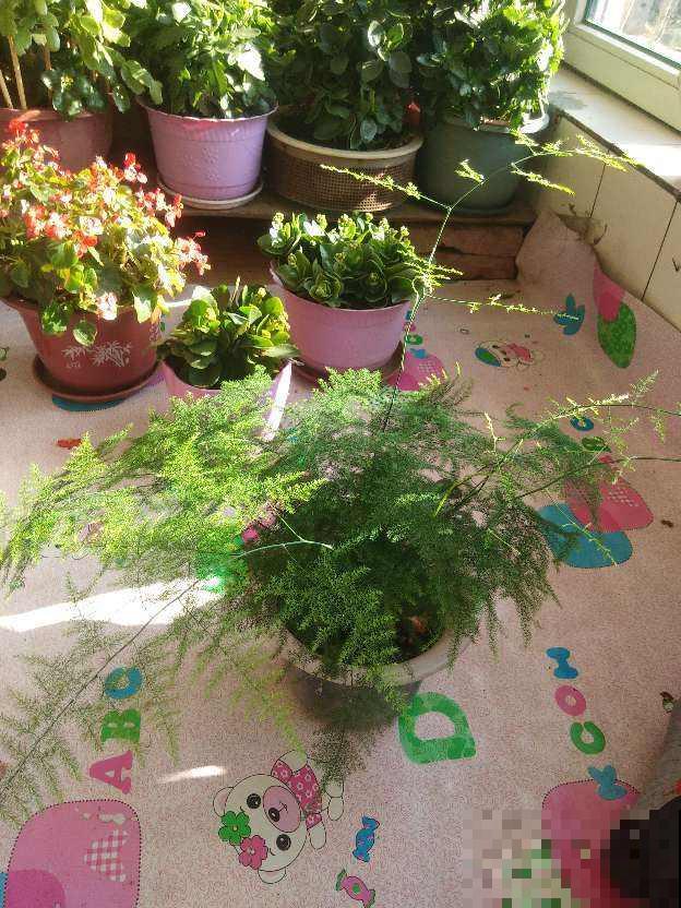 文竹有“3怕”,避开了不用担心黄叶,养在家里有面子 文竹有“3怕”,避开了不用担心黄叶,养在家里有面子