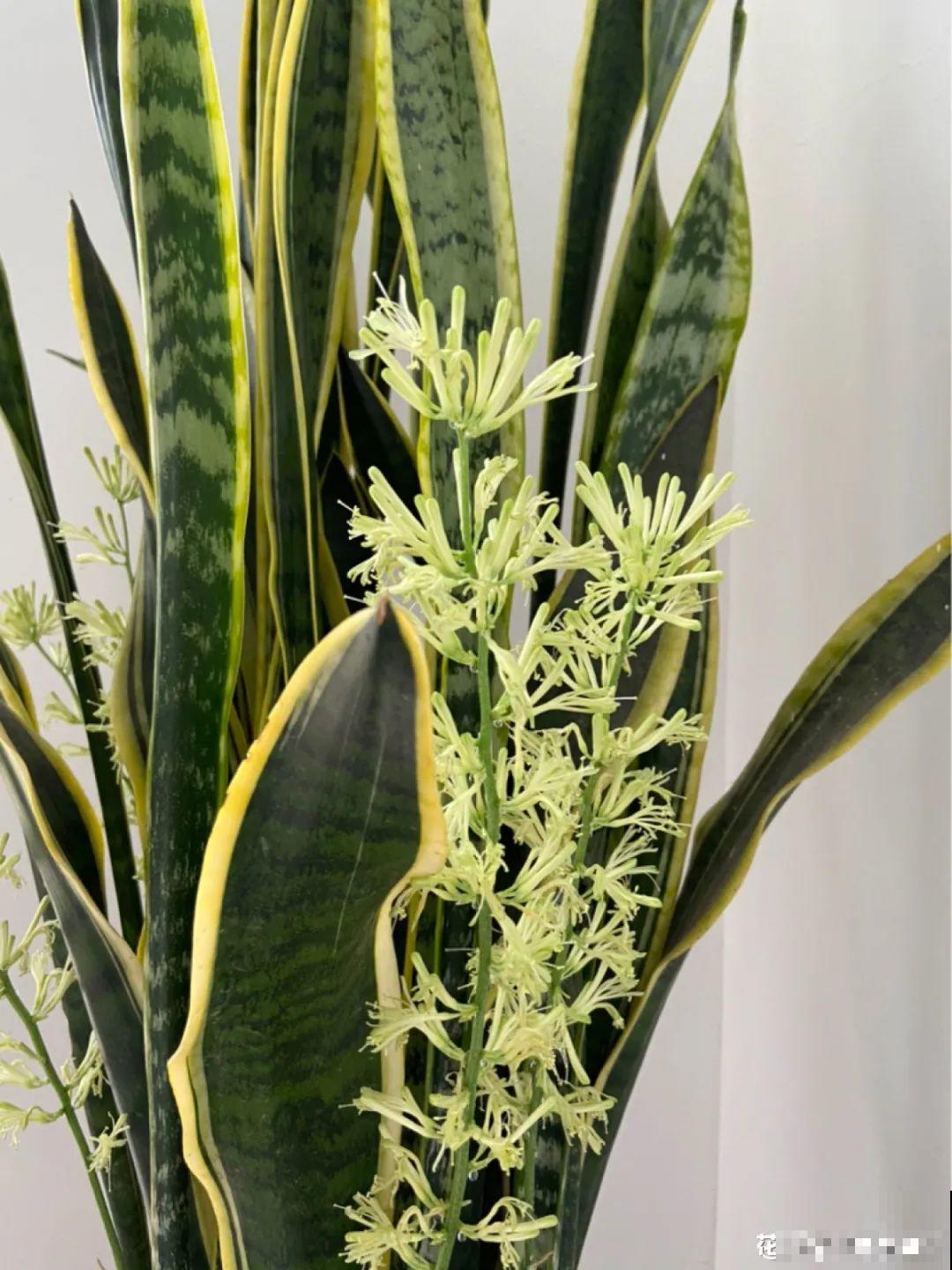 老人常说,6种吉祥花,轻易不开花,开花据说有好运 老人常说,6种吉祥花,轻易不开花,开花据说有好运