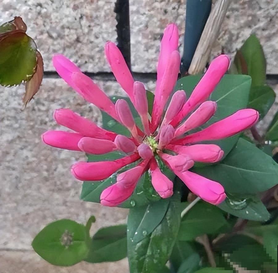 家里养盆新型品种金银花，下个月开出三色花瀑布，满院子飘香