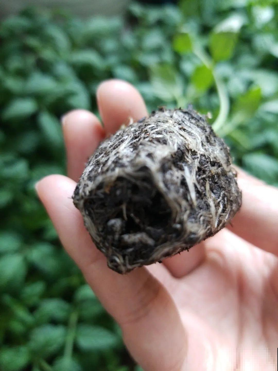 家里养盆圣女果,酸甜可口随意吃,新手也能养爆盆! 家里养盆圣女果,酸甜可口随意吃,新手也能养爆盆!