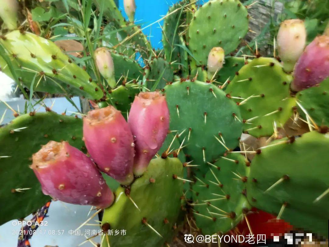 “香花卧室放，花旺人不旺”，老祖宗的良言，大有道理！