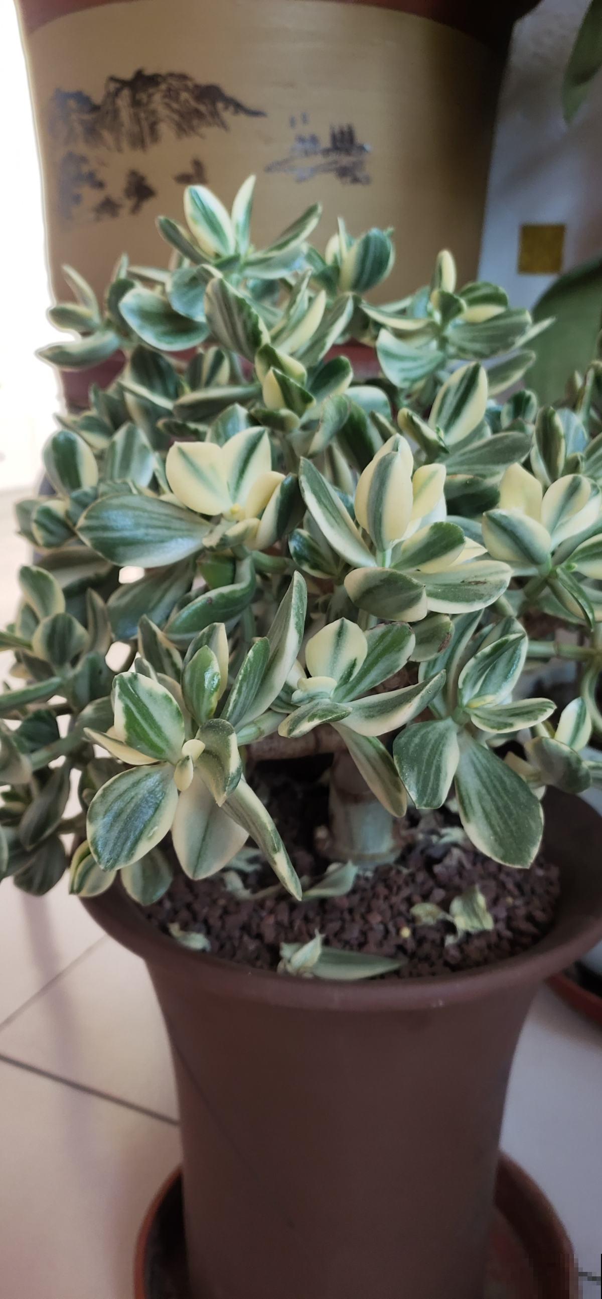 春天养玉树，需要记住4个养护技巧，简单又实用