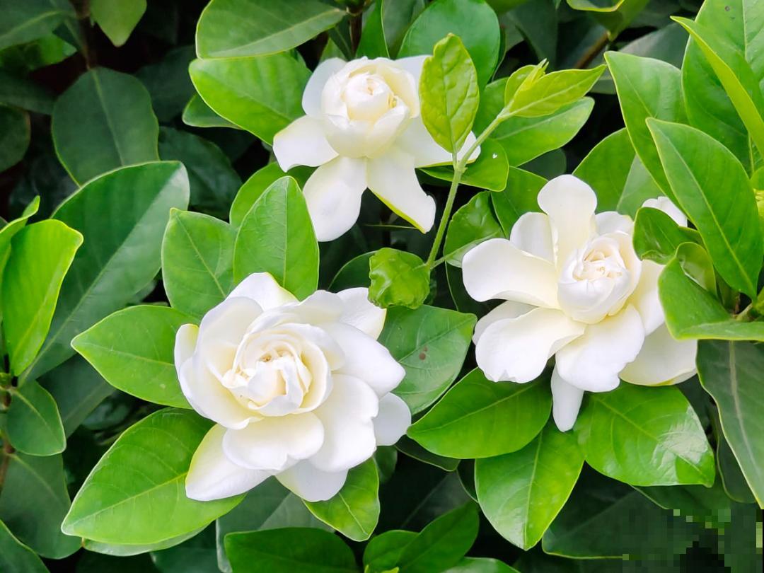 “外甥正月不剃头”，8种花正月不能剪，还要再忍1个月