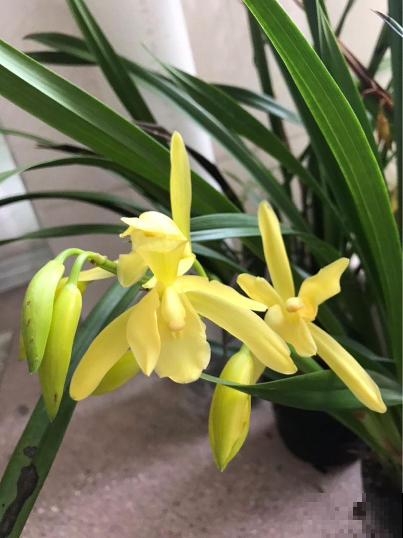 年底适合在家养兰花,常见4种“富贵吉祥”兰花,你喜欢哪一种? 年底适合在家养兰花,常见4种“富贵吉祥”兰花,你喜欢哪一种?