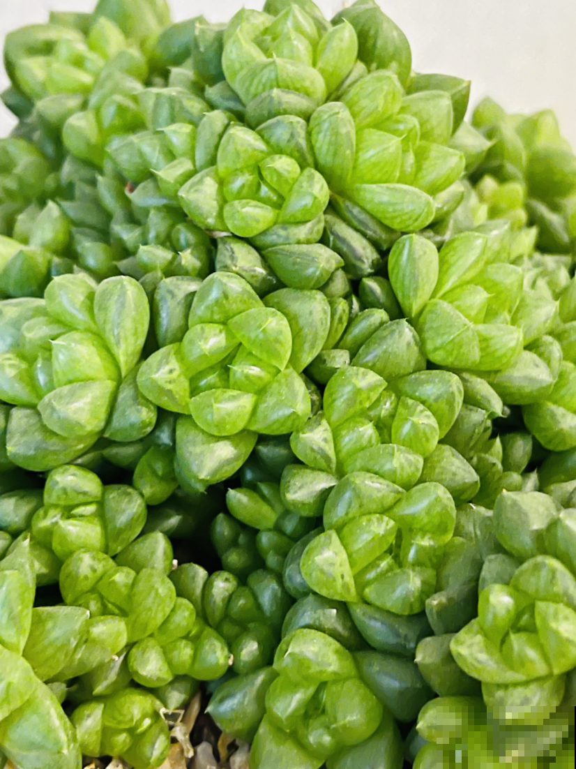 结束休眠的多肉，需要做4件事，马上就能爆盆