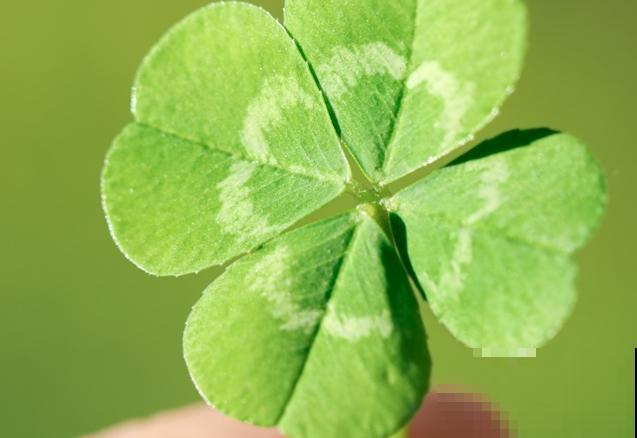 倒心形叶子的植物有很多，常见的这5种，好看又好养