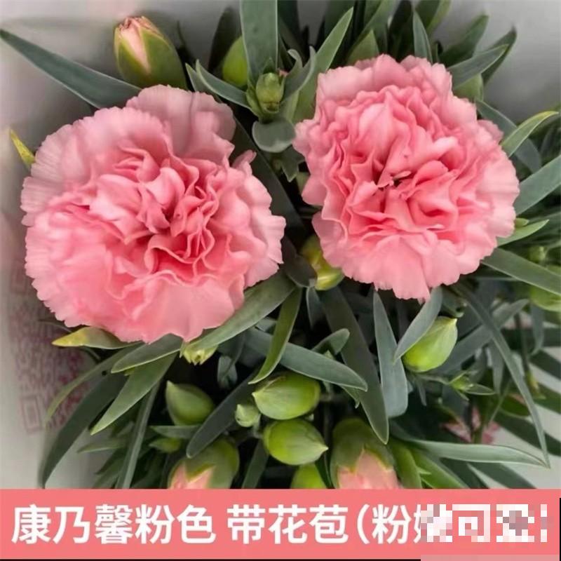 能让阳台秒变花园的4种花卉,颜值爆表花期超长,邻居看了都羡慕 能让阳台秒变花园的4种花卉,颜值爆表花期超长,邻居看了都羡慕