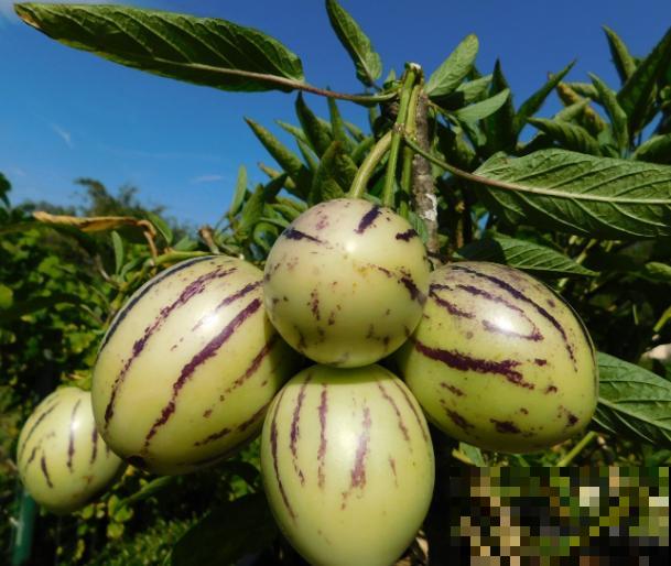 人参果种子养殖，主要这4点，育苗很简单