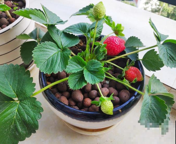 网购草莓苗老是种不活，主要和这4点有关，注意养殖方式没问题