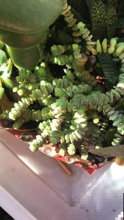 5种耐阴花,养在办公桌上,财运滚滚来 5种耐阴花,养在办公桌上,财运滚滚来