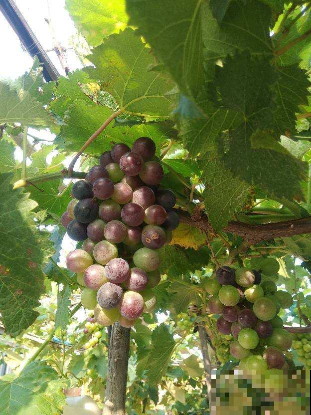 院子里种4种“守家树”，果子结满枝条，还有兴旺子孙好兆头