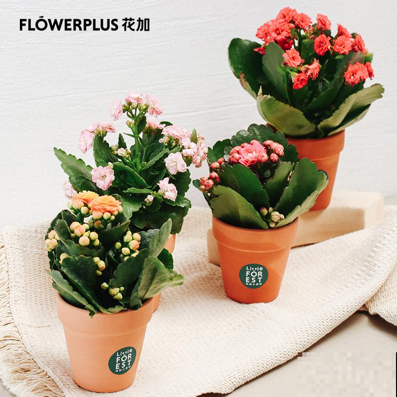 1种绿植叫“粉色和声”，叶子比花还要美，看一眼就沦陷