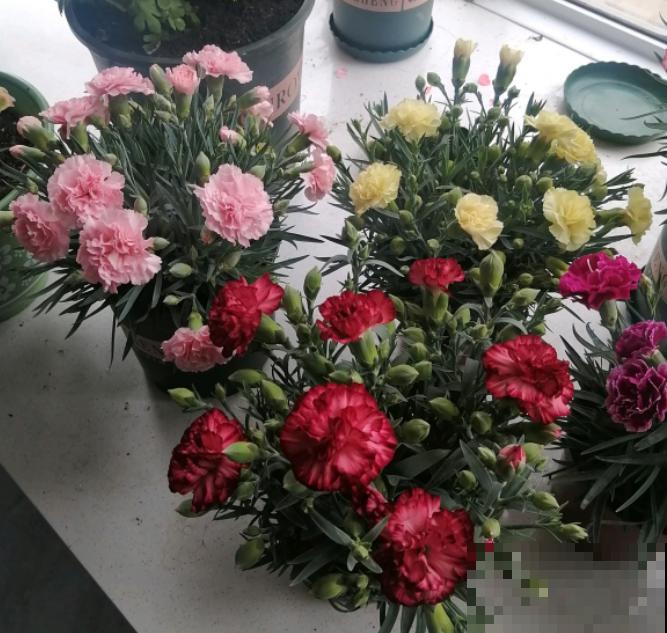 1种花满盆花苞,春天养正好,爆盆很容易 1种花满盆花苞,春天养正好,爆盆很容易