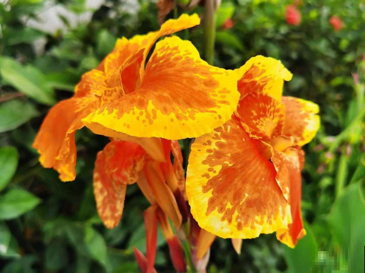 不怕晒的6种花,不用遮阴,暴晒开花更旺 不怕晒的6种花,不用遮阴,暴晒开花更旺