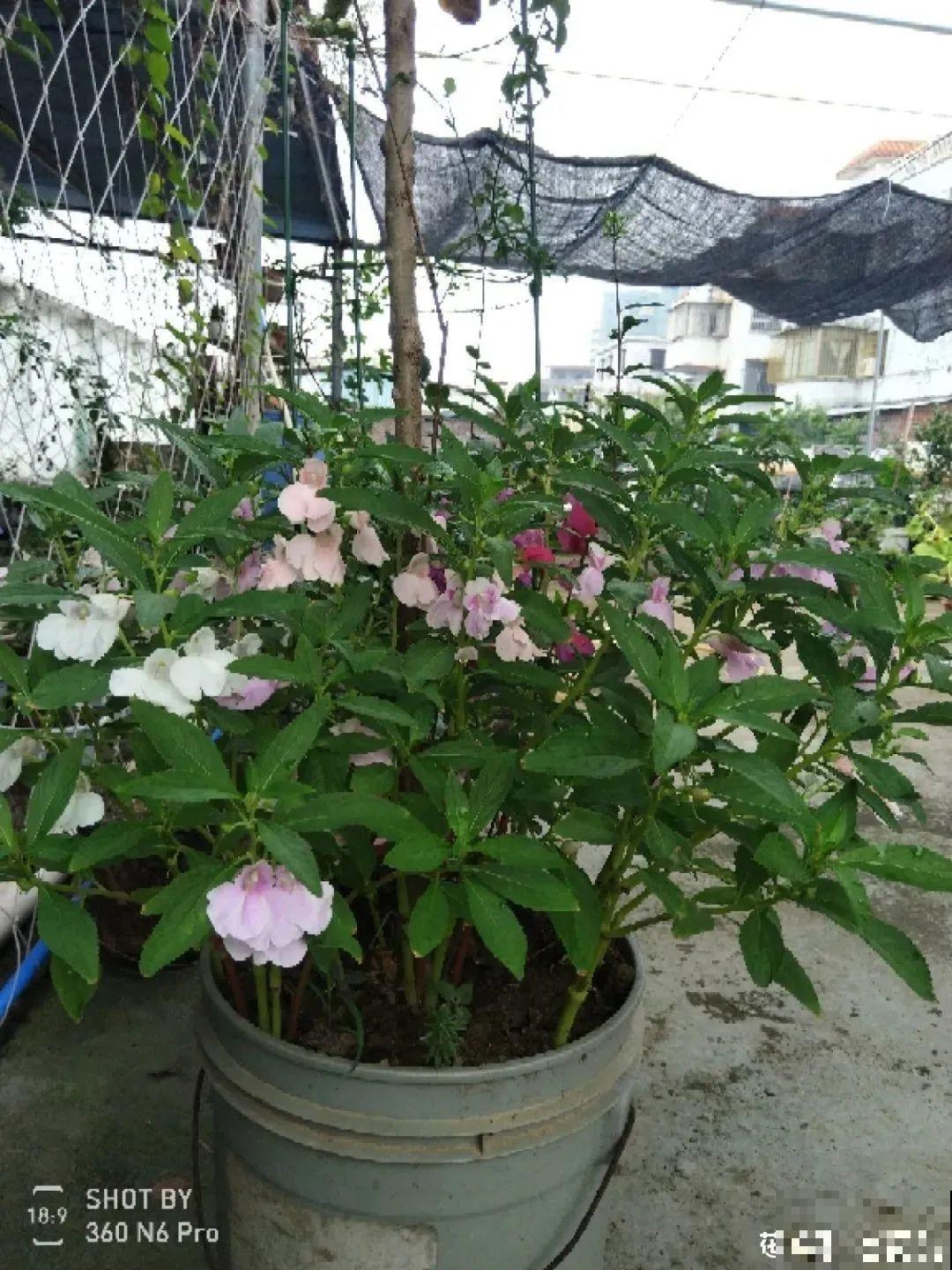 这9种“看家花”，70、80后难忘记，00后不认识！