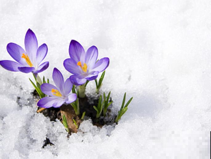 开后的藏红花,赶紧剪一刀,来年还能继续开花 开后的藏红花,赶紧剪一刀,来年还能继续开花