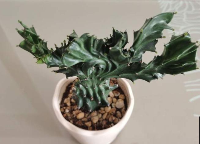 麒麟掌要想扦插,需要注意这5点,后期长势好 麒麟掌要想扦插,需要注意这5点,后期长势好