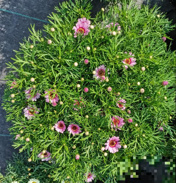 春天养盆玛格丽特,狠心剪一剪,轻松长成大花球 春天养盆玛格丽特,狠心剪一剪,轻松长成大花球