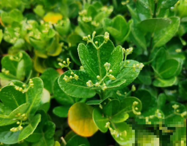 黄杨盆景枯死，记住这5步，补救还有希望