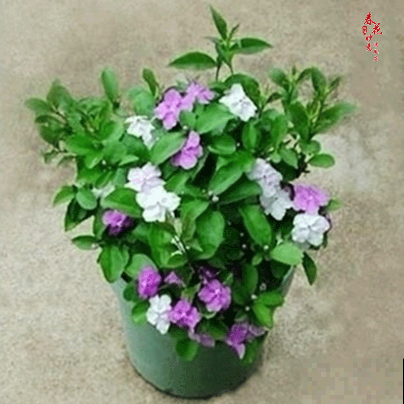 双色茉莉的叶子变褐色，抓紧看看这4点，及时处理才能拯救