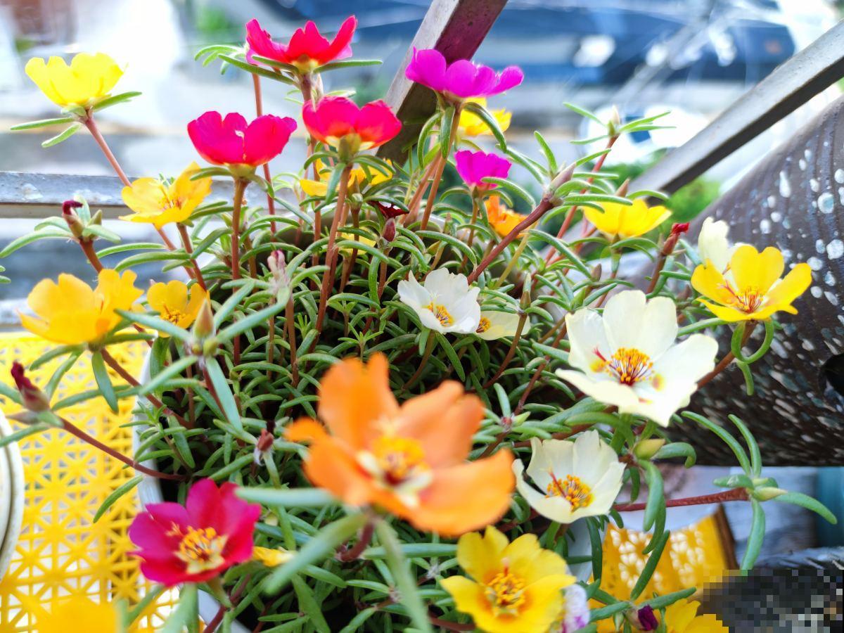 成活率特高的10种花，养了就爆盆，花开停不下来