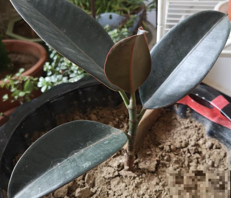 家里养盆橡皮树，肥料选择很重要，做好这4步养出肥厚的叶片