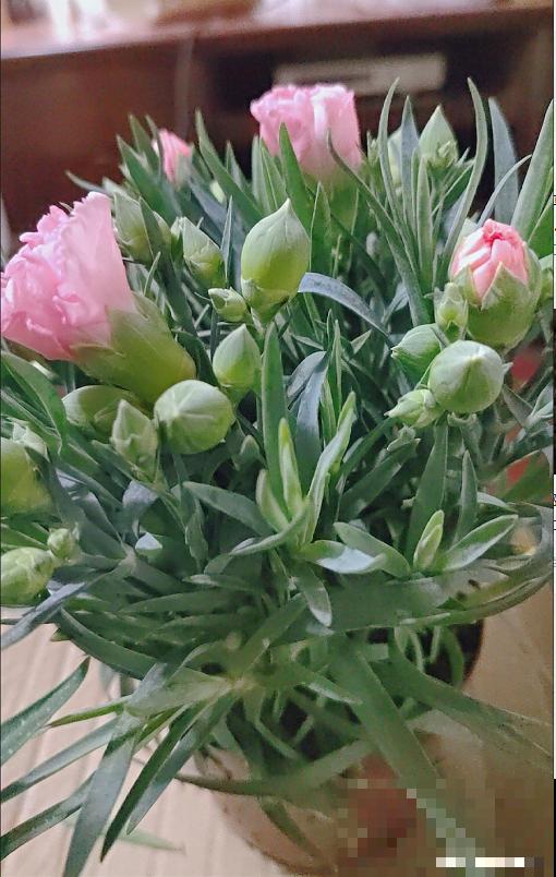 1种花满盆花苞,春天养正好,爆盆很容易 1种花满盆花苞,春天养正好,爆盆很容易