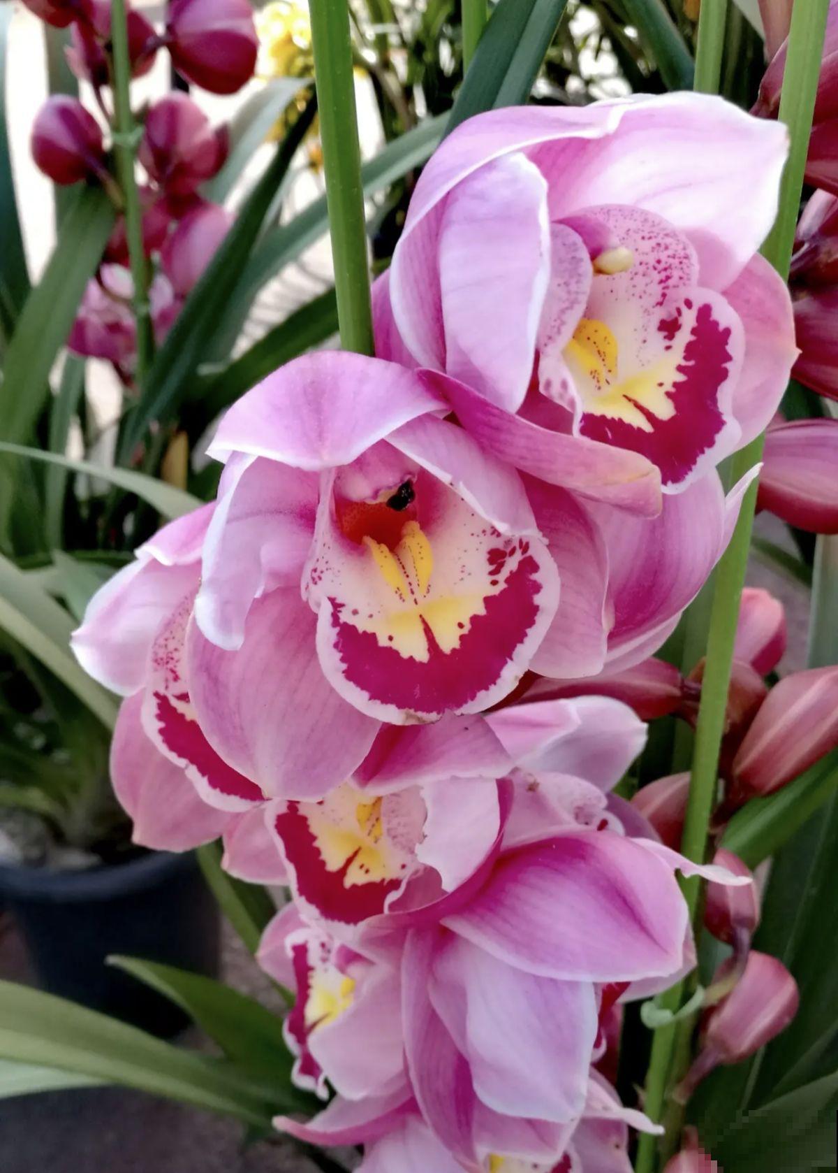 3种花,过完年就可以扔了,很难救回来 3种花,过完年就可以扔了,很难救回来