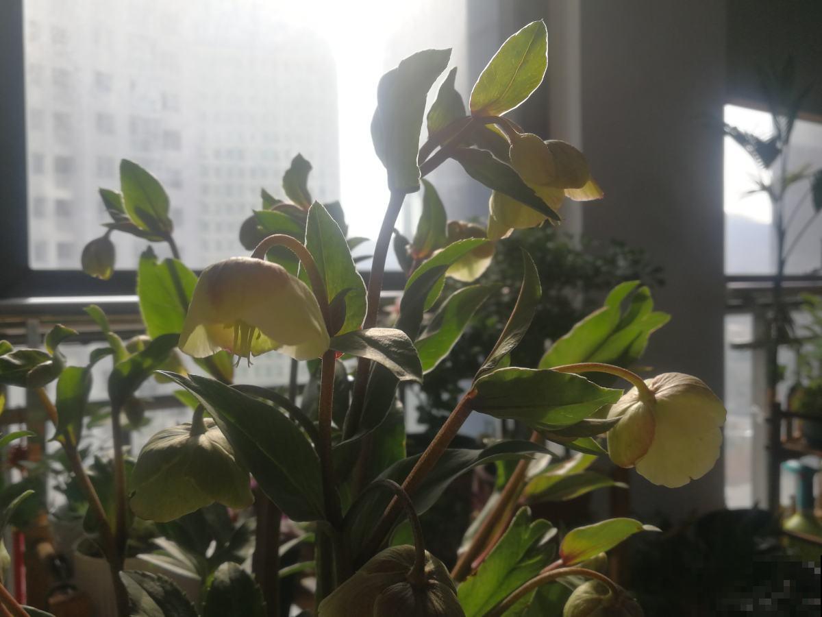 3种耐寒花,冬天养没问题,零下20度也能开花 3种耐寒花,冬天养没问题,零下20度也能开花